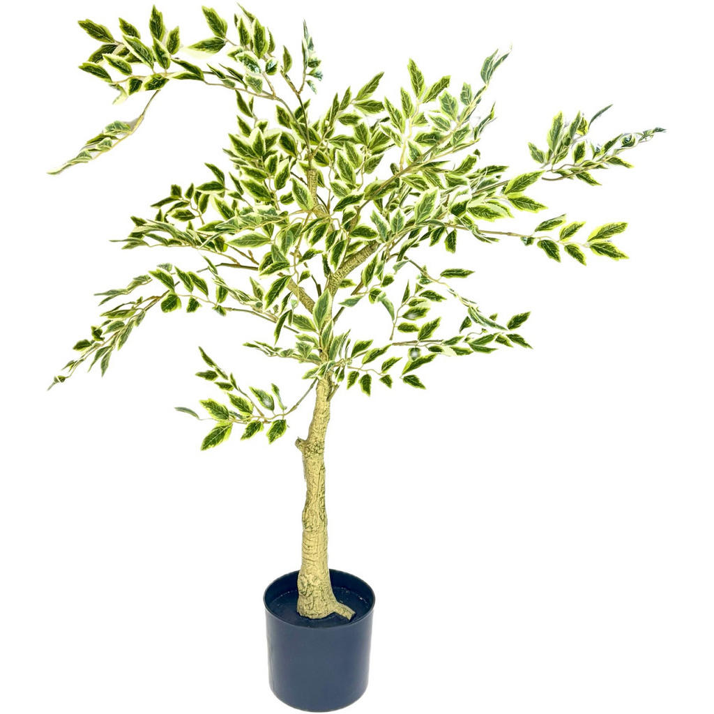FIKUS BENJAMÍN 1