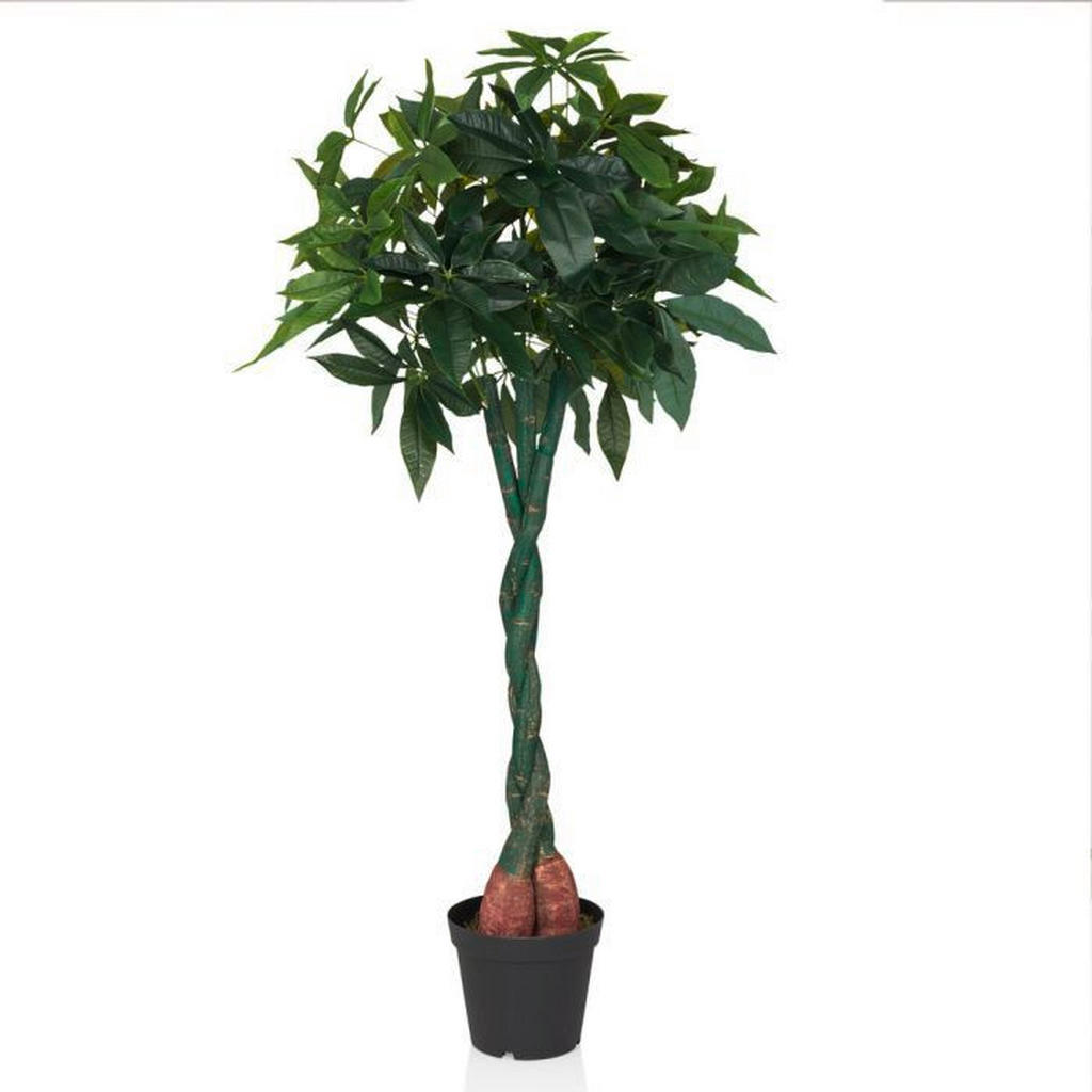 MID.YOU UMĚLÁ ROSTLINA pachira aquatica