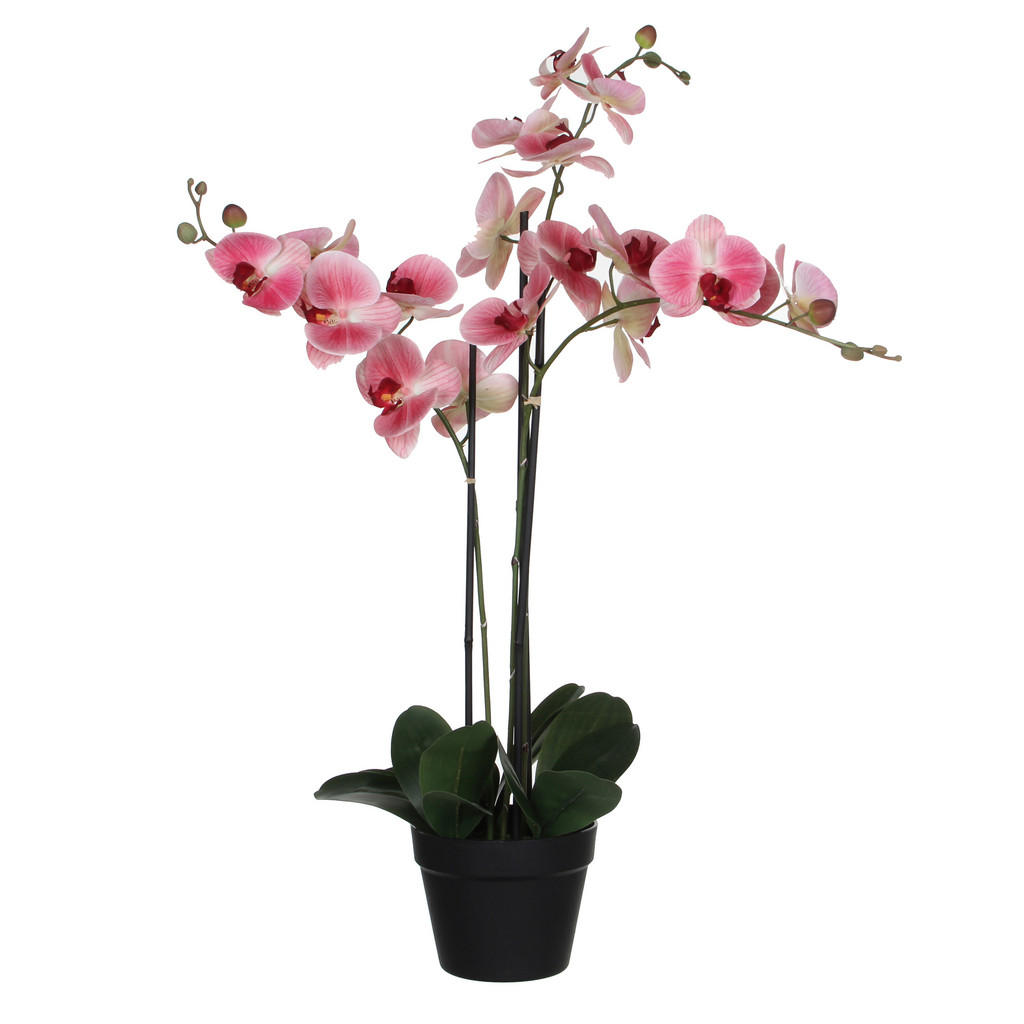 ORCHIDEJ 79 cm
