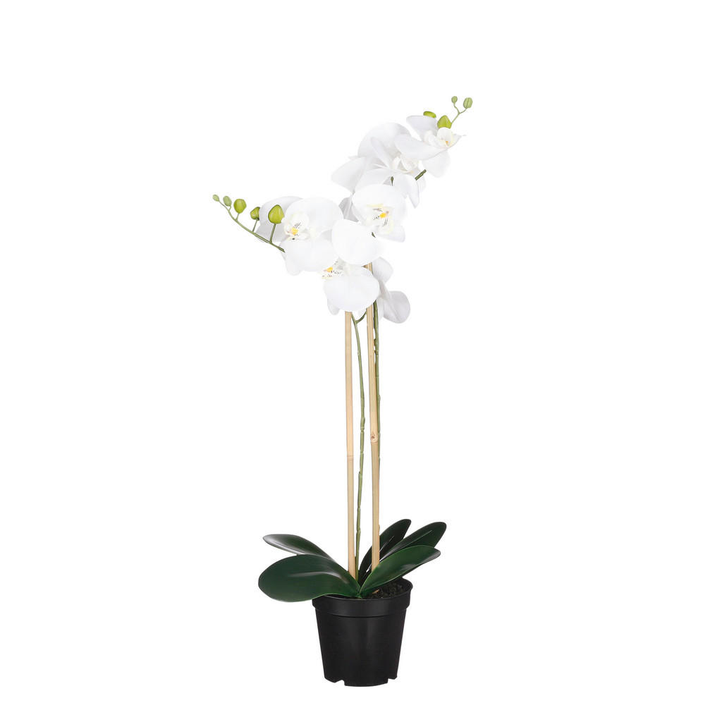 ORCHIDEJ PHALAENOPSIS 1